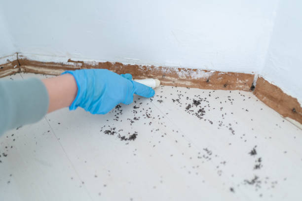 Best Termite Control Services  in Iowa Colony, TX