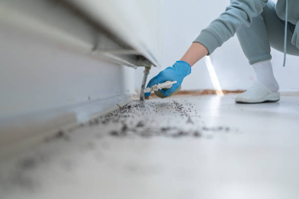 Best Cockroach Control Services  in Iowa Colony, TX